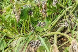 Maybe you would like to learn more about one of these? How To Get Rid Of Squash Bugs Naturally 7 Easy Tips