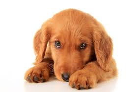 Browse thru golden retriever puppies for sale near atlanta, georgia, usa area listings on puppyfinder.com to find your perfect puppy. Facts You Need To Know About The Red Golden Retriever K9 Web