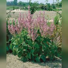 Image result for Salvia sclarea