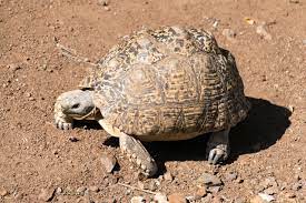 Jetzt selbst kostenlos inserieren oder in unseren kleinanzeigen stöbern. Pantherschildkrote Alles Was Du Uber Dieses Tier Wissen Solltest