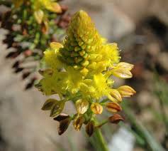 Image result for Bulbine favosa