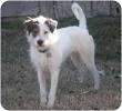 Rat Terrier Wire Terrier Mix