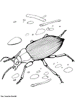 You can print or color them online at getdrawings.com for absolutely free. Beetles Coloring Pages