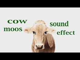 The Animal Sounds Cow Mooing Sound Effect Animation Animal Sounds Animal Book Animated Animals