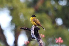Jenis paling banyak dijumpai adalah kutilang biasa. Mengenal Jenis Pakan Dan Ciri Burung Kutilang Emas Lengkap