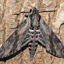 Image result for Convolvulus ocellatus