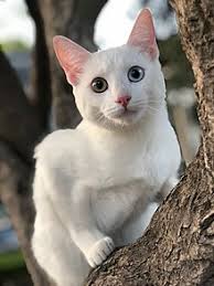 Did you know, all kittens are born with similar eyes, but very different noses? Khao Manee Wikipedia