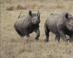 Black rhino in Ngorongoro Crater