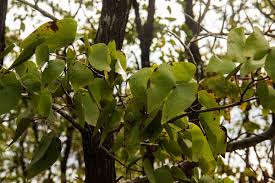 Image result for Colophospermum