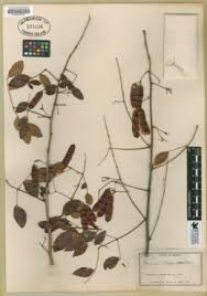 Image result for Acacia rovumae