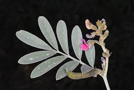 Image result for Tephrosia