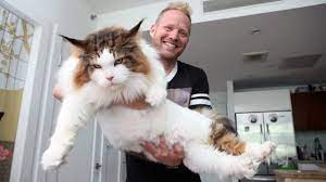 Salty coons cattery has been breeding maine coon cats in tampa, florida for over 20 years! 4ft Long Samson Is New York S Biggest Cat Youtube