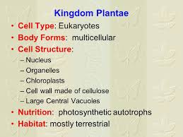 We did not find results for: Characteristics Of The Six Kingdoms Ppt Video Online Download