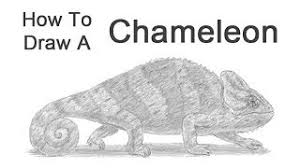Drawing tutorials for kids and beginners. How To Draw A Chameleon