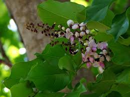 Image result for Millettia pinnata