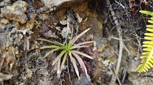 Image result for Eriocaulon teusczii