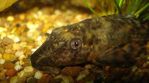 They're not picky about water hardness, and. Common Plecostomus Fish Care Size Tank Mates And Lifespan Pethelpful