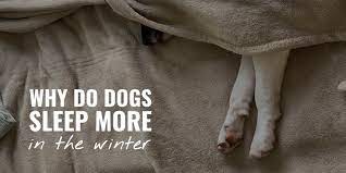 Why Do Dogs Sleep More In The Winter Laziness Lethargy Faq