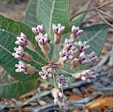 Asclepias Humistrata Sandhill Milkweed Pinewoods Milkweed Apocynaceae Florida Native Plants Plants Native Plants