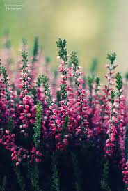 Heather By Klaudia 92 Heather Flower Flowers Photography Beautiful Flowers