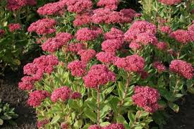 Hohe Fetthenne Sedum Telephium Herbstfreude Fetthenne Immergruner Garten Pflanzen