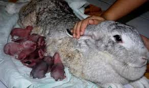 We did not find results for: Cara Merawat Bayi Kelinci