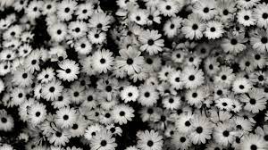 Black and white floral pattern. Wallpaper Flowers Pattern Grey Daisies Daisy Tree Flower Pretty Wallpapers Tumblr White Flower Wallpaper Floral Tumblr
