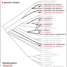 Image result for Pycnostachys pseudospeciosa