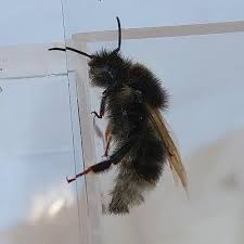 Image result for Bombus semenoviellus
