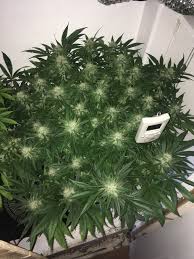 Pc grow box led lights. First Led Pc Grow Grasscity Forums The 1 Marijuana Community Online