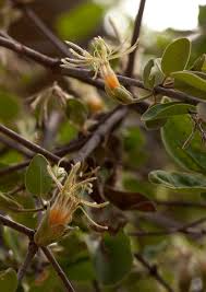 Image result for Erianthemum