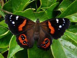 Vanessa Gonerilla Nombre Comun Kahukura Es Una Especie Endemica De Nueva Zelanda La Larva Vive Sobre Especies De Mariposas Mariposas Imagenes De Mariposas
