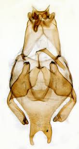 Image result for Scythris crypta