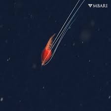 Image result for Gnidia inconspicua