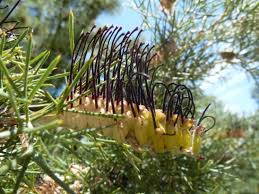 Image result for Phylica emirnensis