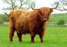 All You Need To Know About Highland Cattle Walking Hiking Blog