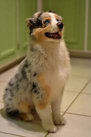 Sitting Pretty Explored Australian Shepherd Aussie Dogs Shepherd Puppies