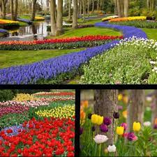 Sending flowers to pakistan for any occasion can be an extremely great way to deliver your feelings and care at tohfay.com you can send flowers to pakistan on any event whether been living outside of pakistan for a while now? Best Summer Flowers To Plant In Your Garden Fashion Central