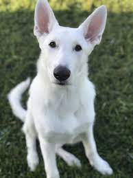 Pin On Fur Babies