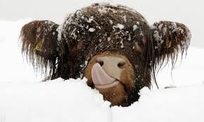 images?q=tbn:ANd9GcSoEcM6qUJs9HQ73JQvVxirJ6NtIQnMrUCjB8I0NXkLgfQOHCSF