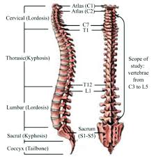 We did not find results for: Human Spine Anatomy Lateral Left And Posterior Right View 27 Download Scientific Diagram