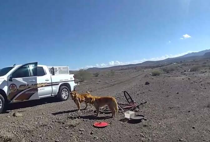 Outdoorsman Stops Short When He Notices Dogs Tied To Bike In Middle Of Desert - The Dodo