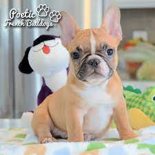 French Bulldog Puppies For Sale In Florida Akc French Bulldogs Fl French Bulldog Puppies Bulldog Puppies French Bulldog