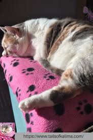 Feline health, behaviour and welfare news, views and advice. Kali Ma The Cat From Rescue Cat To Therapy Cat Visit Our Webpage To Learn More And For All Things Kali Ma The Cat Cats Catlovers Therapy Cat Cats Cat Care