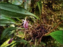 Image result for Meiostemon tetrandrus