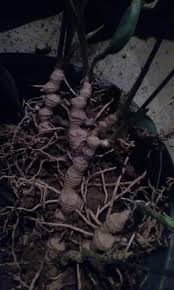 Like many houseplant species, after the chill of winter is safely past, the peace lily will begin blooming. What Plant Looks Like A Peace Lily But Has No Flowers Gardening Landscaping Stack Exchange