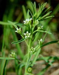 Image result for Thesium megalocarpum