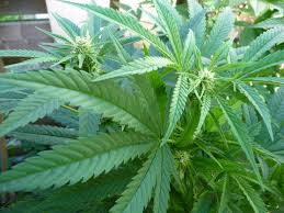 Seed Run Co-op: SpeesCees Santa Maria Planck IBL