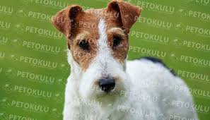Fox Terrier Irki Egitimi Ve Ozellikleri Pet Okulu