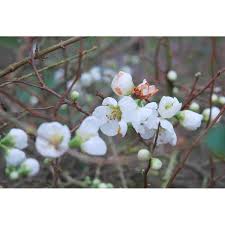 Chaenomeles Superba Jet Trail Flowering Quince